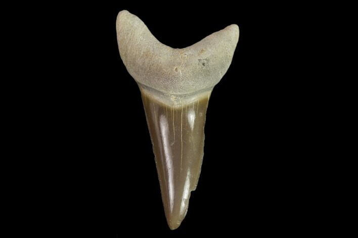 Fossil Shark (Cretoxyrhina) Tooth - Kansas #134840